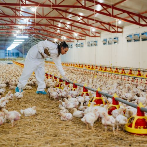 Allevamento e agricoltura